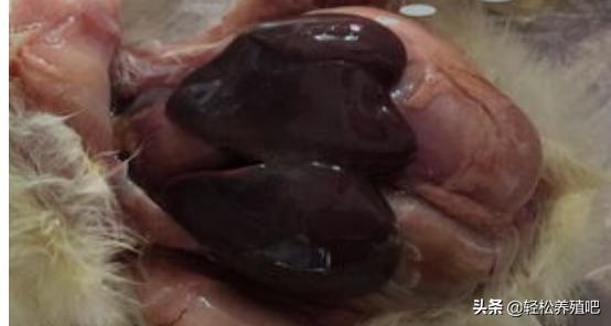 家禽中毒了怎么挽救啊,家禽中毒怎么解毒最好