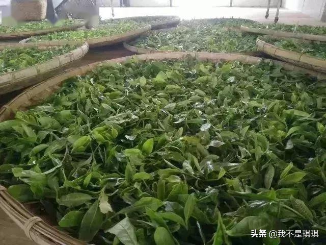 普洱茶真相揭秘切记不懂装懂,普洱茶切忌不懂装懂