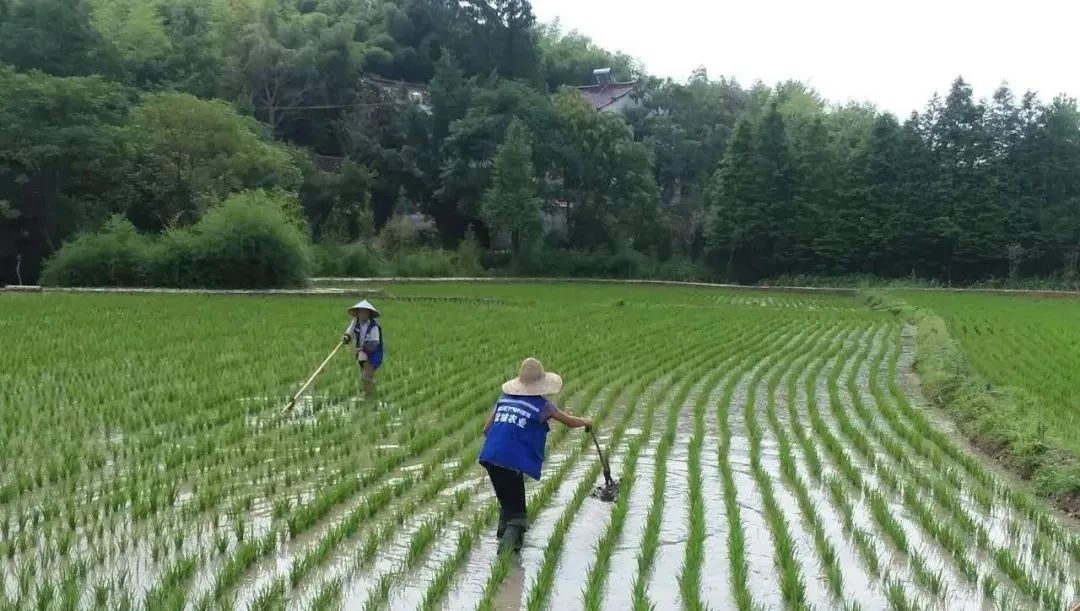 向往的田园生活的感悟,向往田园生活能让人内心宁静