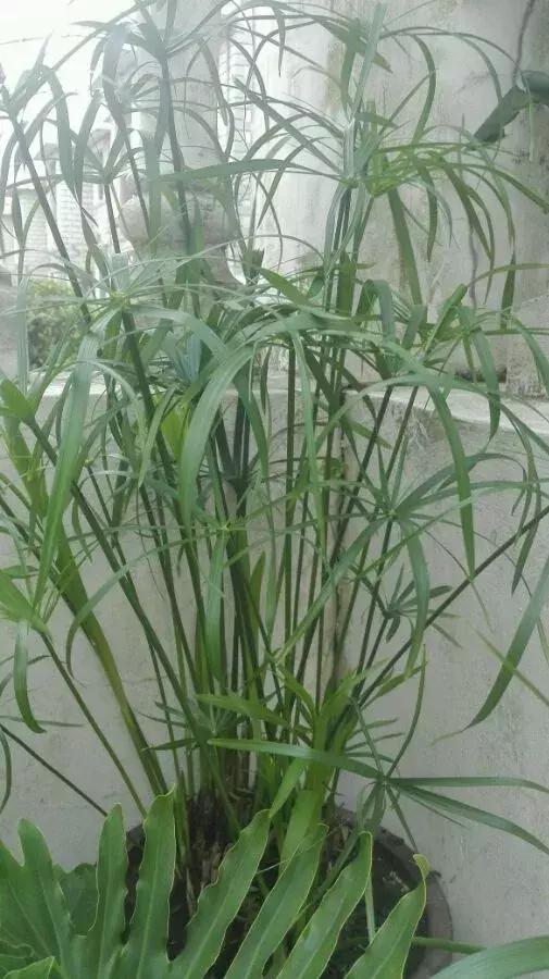 铜钱草与马蹄莲区别,马蹄金铜钱草怎么更旺盛