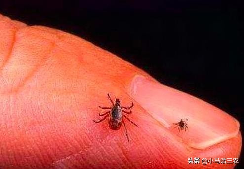 农村人现在还长虱子吗,为什么以前农村的虱子现在少见了