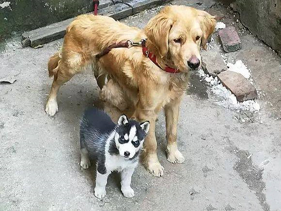 金毛正在喂奶，邻居却发现混入只不明生物，看清后直言要收费