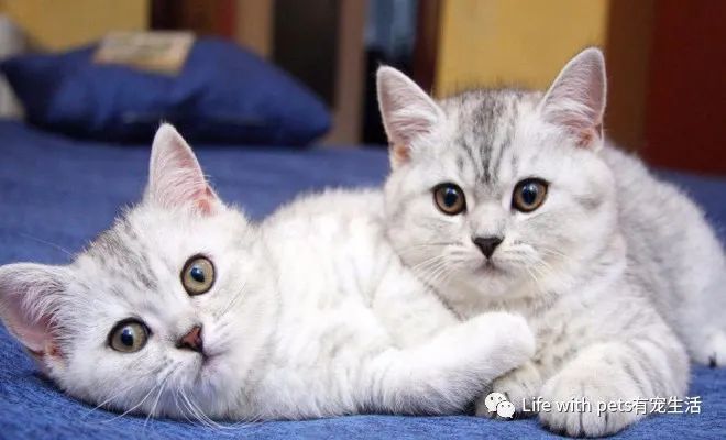 为什么猫狗不可以吃盐,猫狗不吃盐有坏处吗