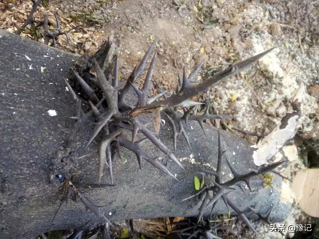 植物大战僵尸守护神器,植物大战僵尸里防盗贼的植物