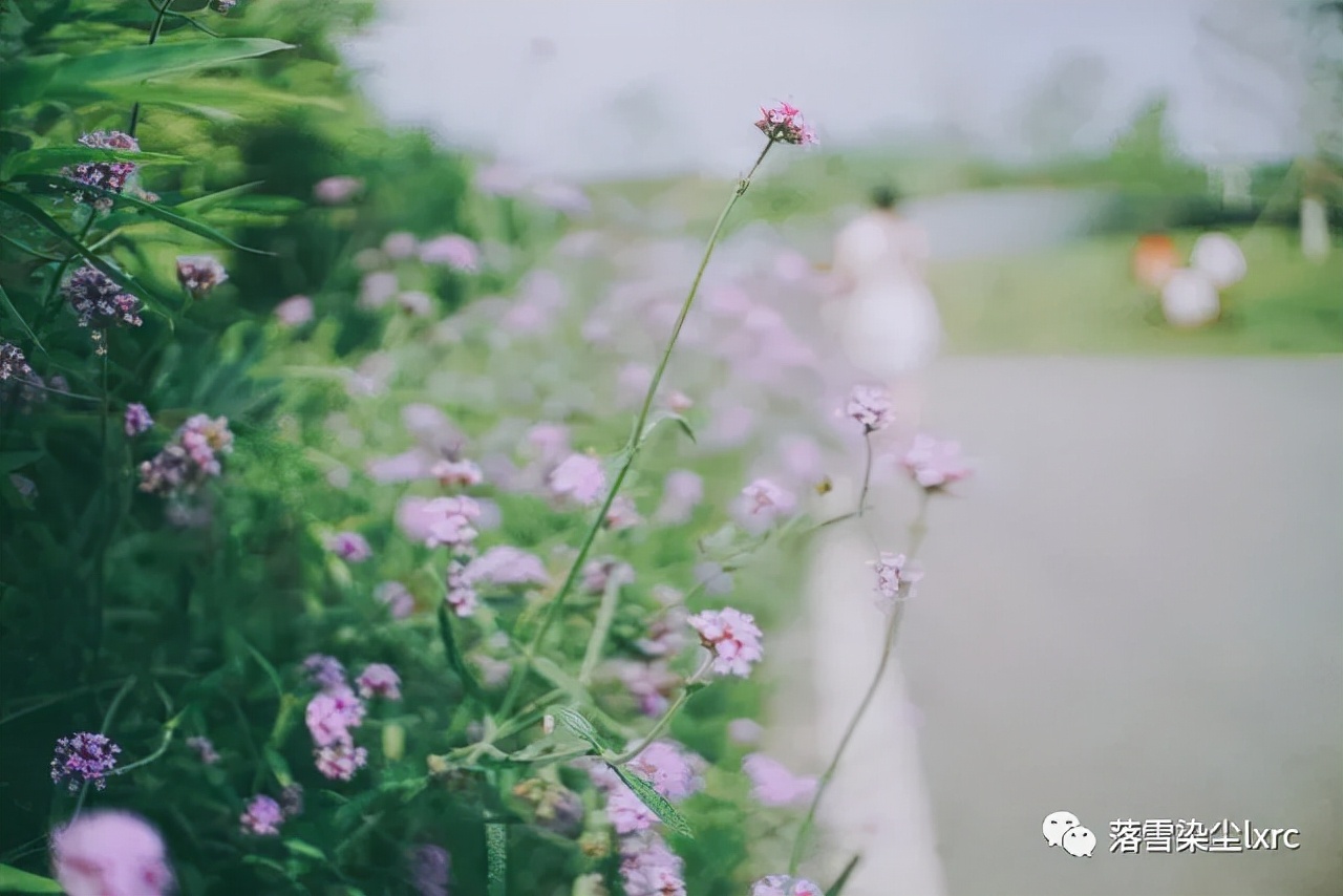 淡泊从容岁月静好,岁月静好只是片刻仍愿岁月无恙