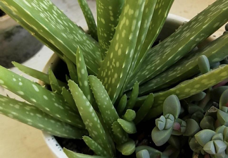 芦荟黄叶烂根,芦荟烂根黄叶