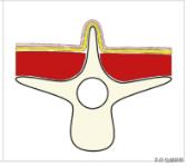 幼猫猫咪的体重多少才是正常体重,猫咪肥胖标准图