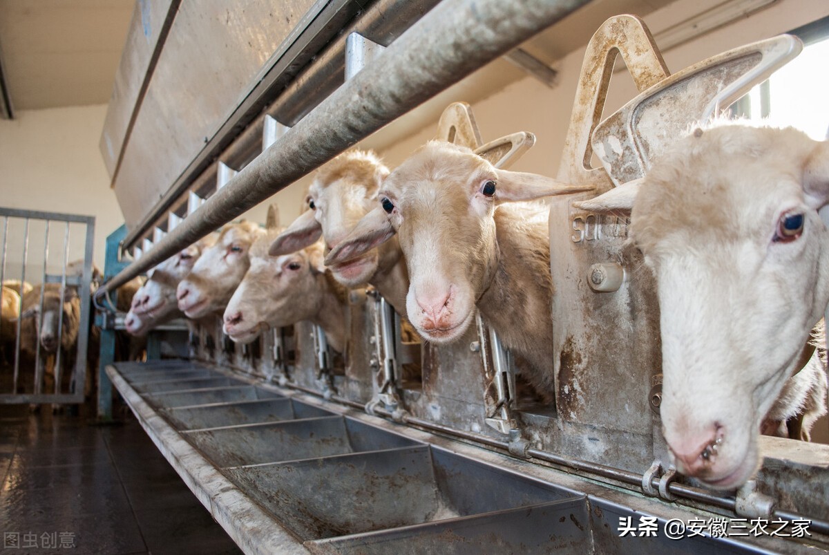 母羊受孕有什么特点,母羊的生殖特点与过程