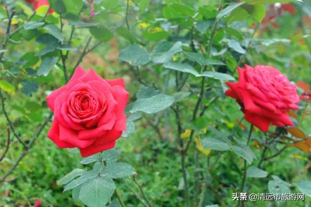 美景就在家门口下句是,美景就在家门外