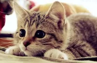 猫咪受伤后的一些简单处理方法,猫咪受伤怎么处理