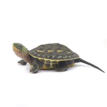 中华花龟怎么养用多少水,中华草龟中苗怎么养