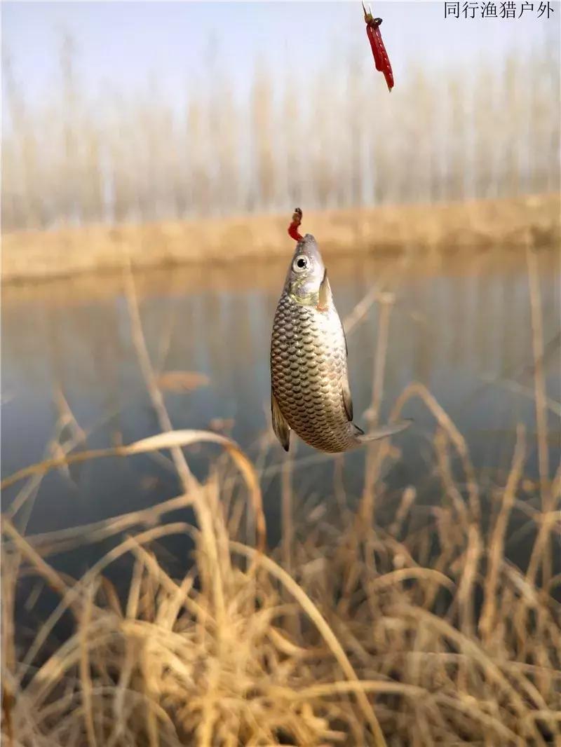 钓鱼笔记之小塘有惊喜全集,钓鱼小笔记