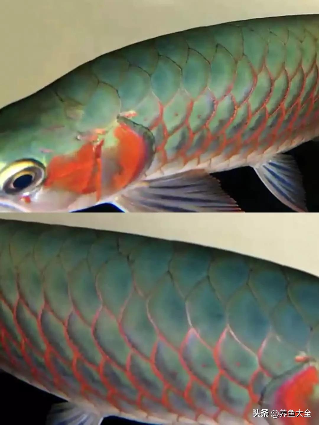 为什么龙鱼鳞片会被灯光烤黑,龙鱼混养红龙发色