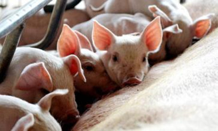 小猪拉稀咳嗽要用什么药治疗,小猪喂奶粉拉稀怎么治疗最好