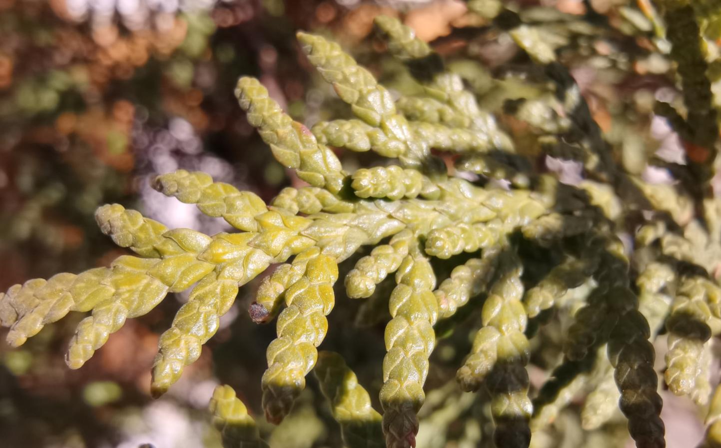 华为MateXs评测：昂贵的折叠手机｜带有灵活屏幕“后背”