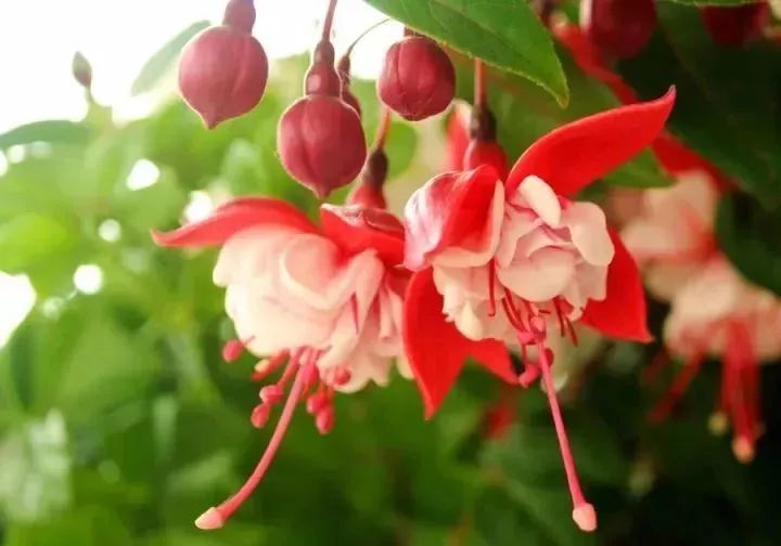 看到花的时候,不知是什么花?那就收下这份百花图谱