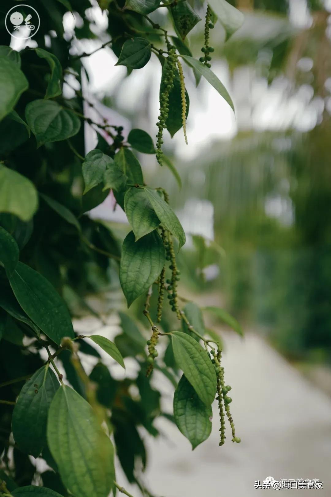 海南万宁兴隆美食攻略,海南万宁兴隆镇有什么特色小吃