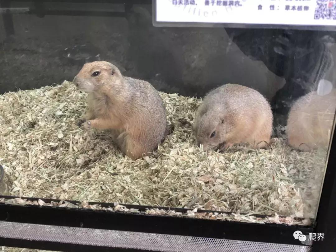 湛江爬宠店,深圳爬宠店在哪里