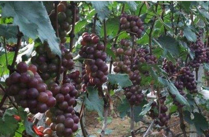 圆叶葡萄落花什么原因,5月上旬葡萄落花是什么原因