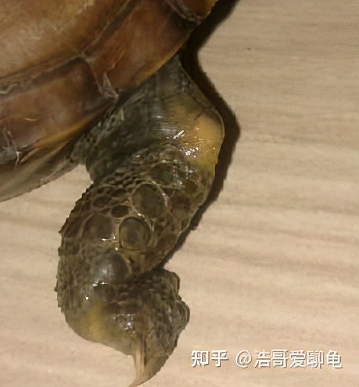 宠物龟常见病诊断和治疗系列1——腐皮