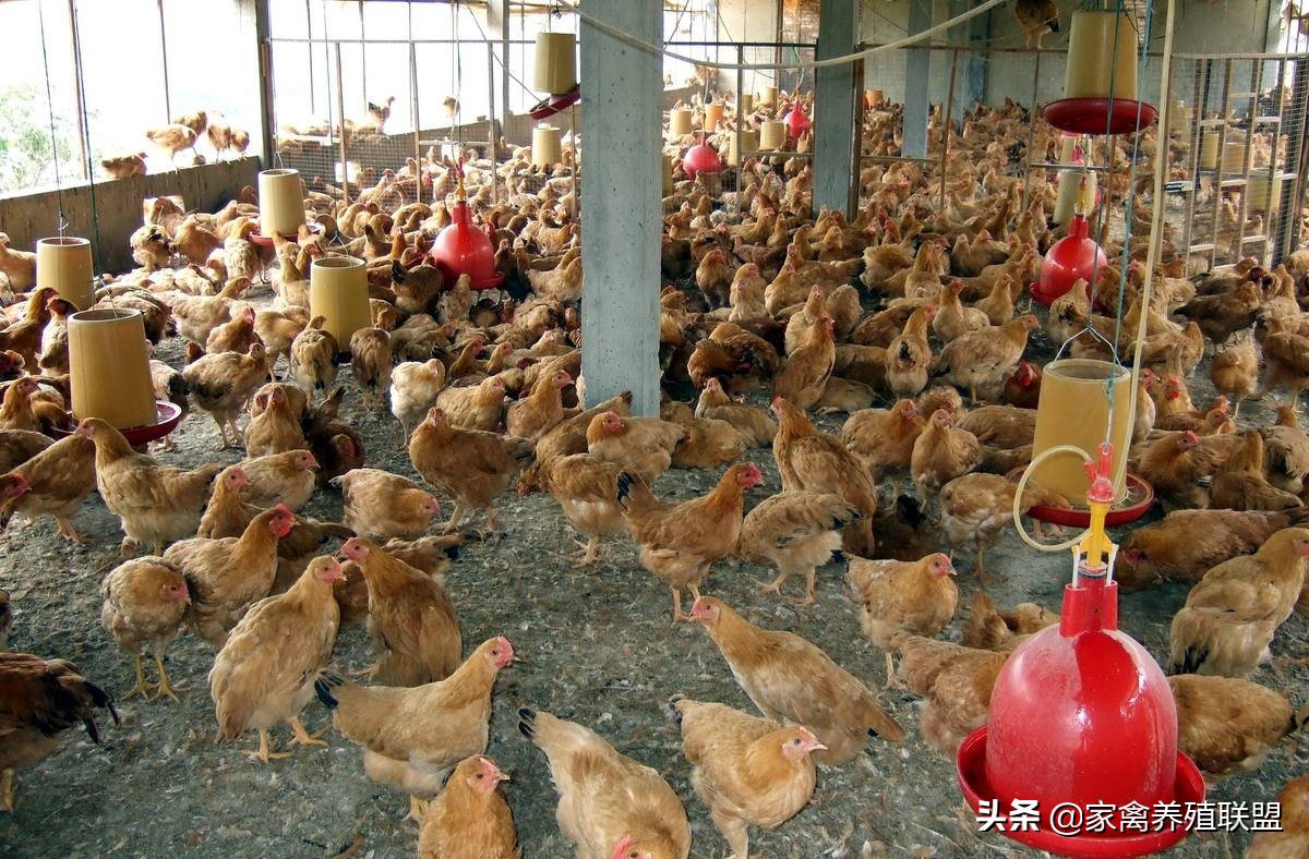 小伙用半亩地养鸡年收入40万,农村小伙半亩田养鸡赚四十万