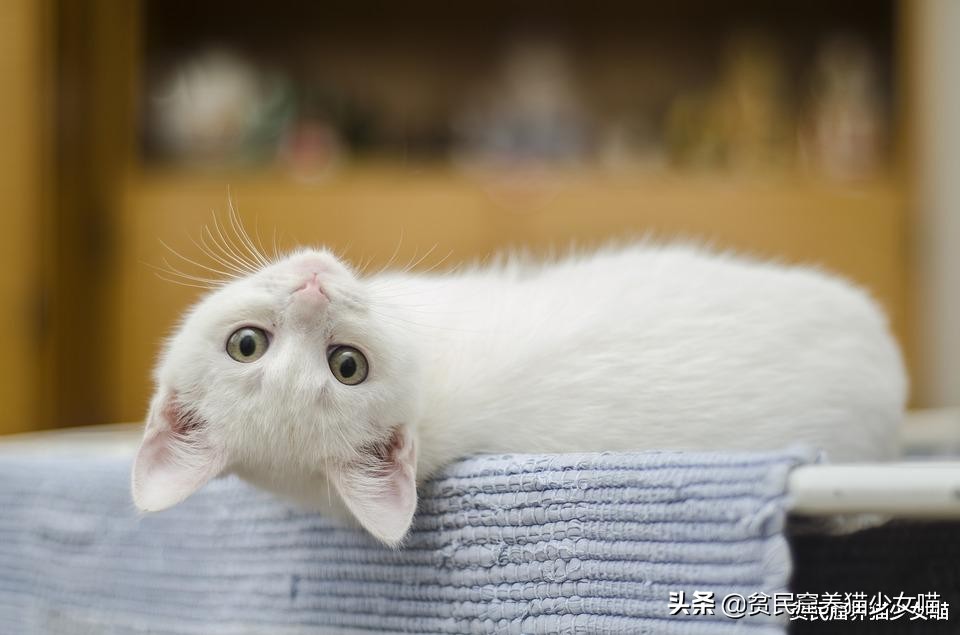 为什么有的小猫咪吃很多也不长肉?也许你该给它驱虫了