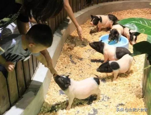 合肥动物园值得看的地方,合肥最好玩的动物园是哪