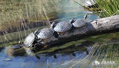 关于养龟的问题和解析,对于龟的灵性这个问题你怎么看呢