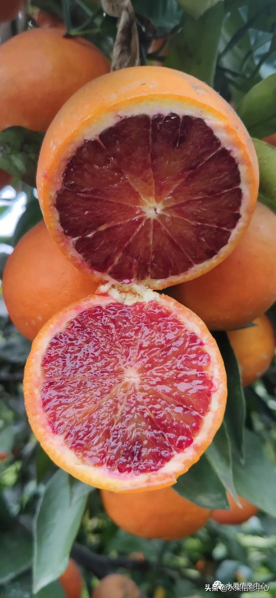 最好的橙子产地在哪里,中国橙子产地排名