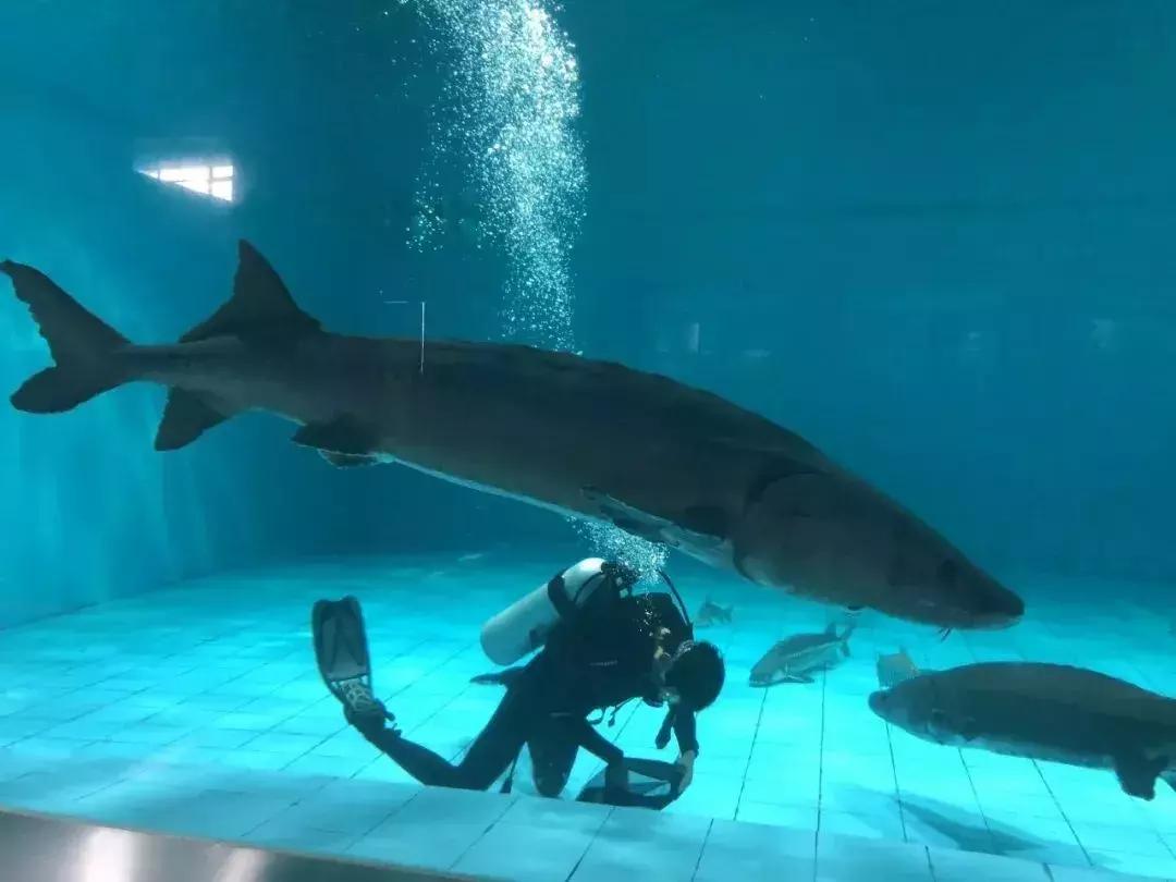 武汉刷屏了,武汉刷屏