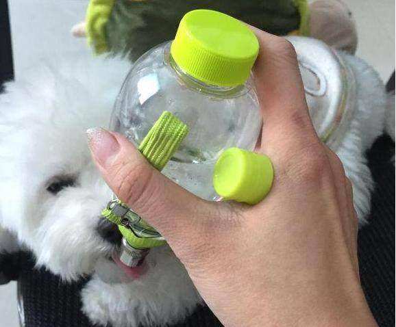 比熊泪痕重什么原因,比熊有泪痕的原因