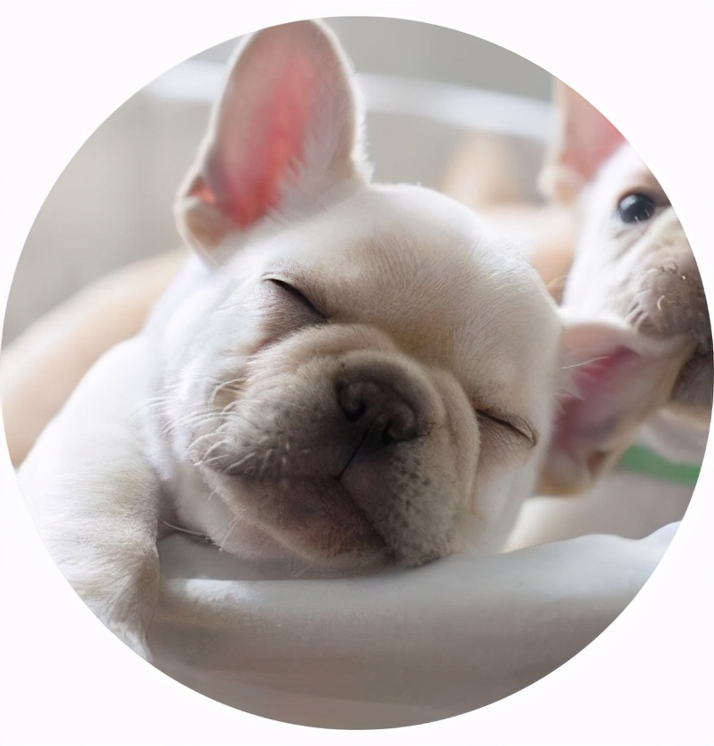 拉布拉多和法斗哪个值得养,养一个法斗一个月需要多少钱