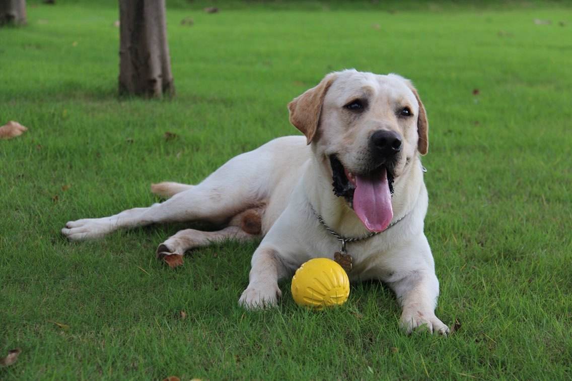狗狗拉稀怎么处理几大原因解读,幼犬狗狗拉稀的原因及治疗方法