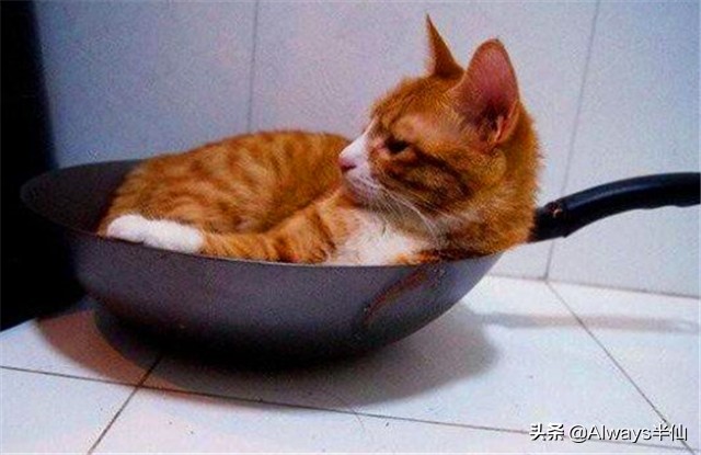 中国人为什么不吃掉猫,中国人为什么不吃猫