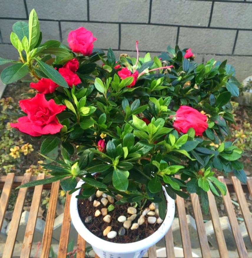 养杜鹃花小窍门视频讲解,养杜鹃花的妙招