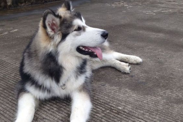 怎么确定阿拉斯加发情,阿拉斯加发情过了会有什么症状