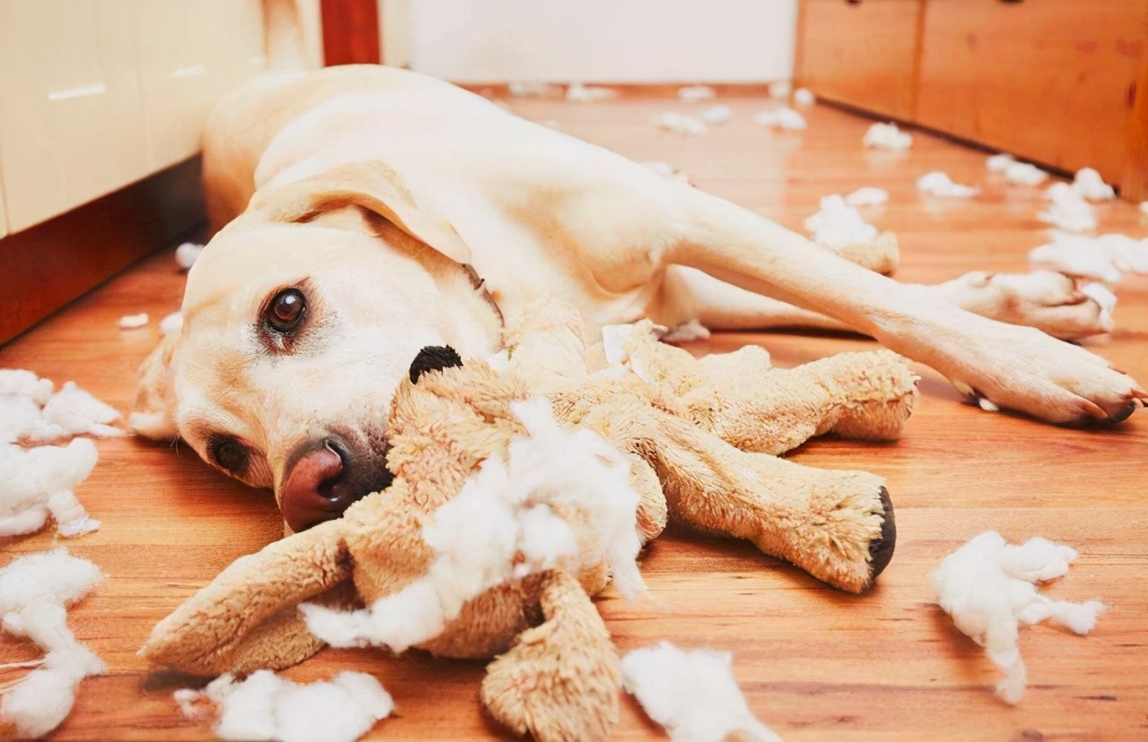 拉布拉多每天怎么照料,拉布拉多的正确处理方法