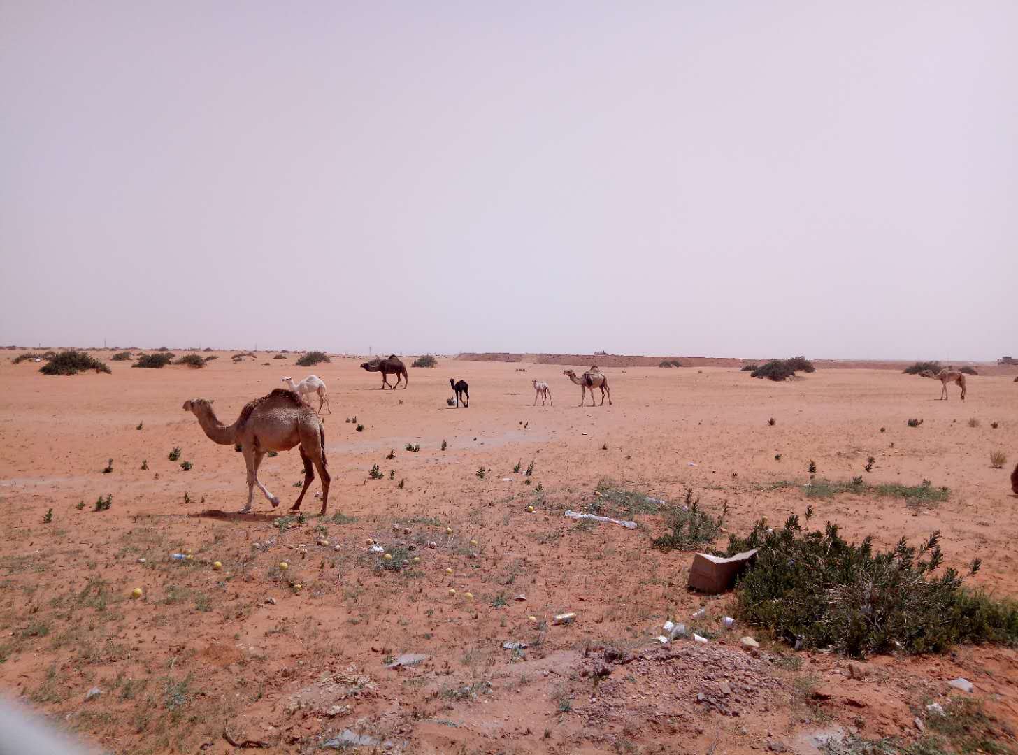 中国人在沙特的打工日常,中国人去沙特打工的真实感受