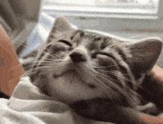 猫咪耳螨和猫癣的预警,辟谣猫咪寄生虫