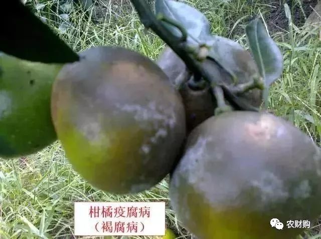 炭疽如何治疗以及预防,炭疽的预防和治疗