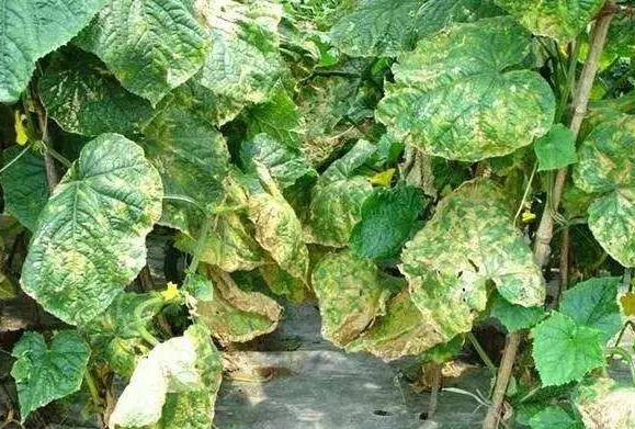 黄瓜病害中主要危害幼瓜的是什么,吡唑醚菌酯能提前预防黄瓜病害么