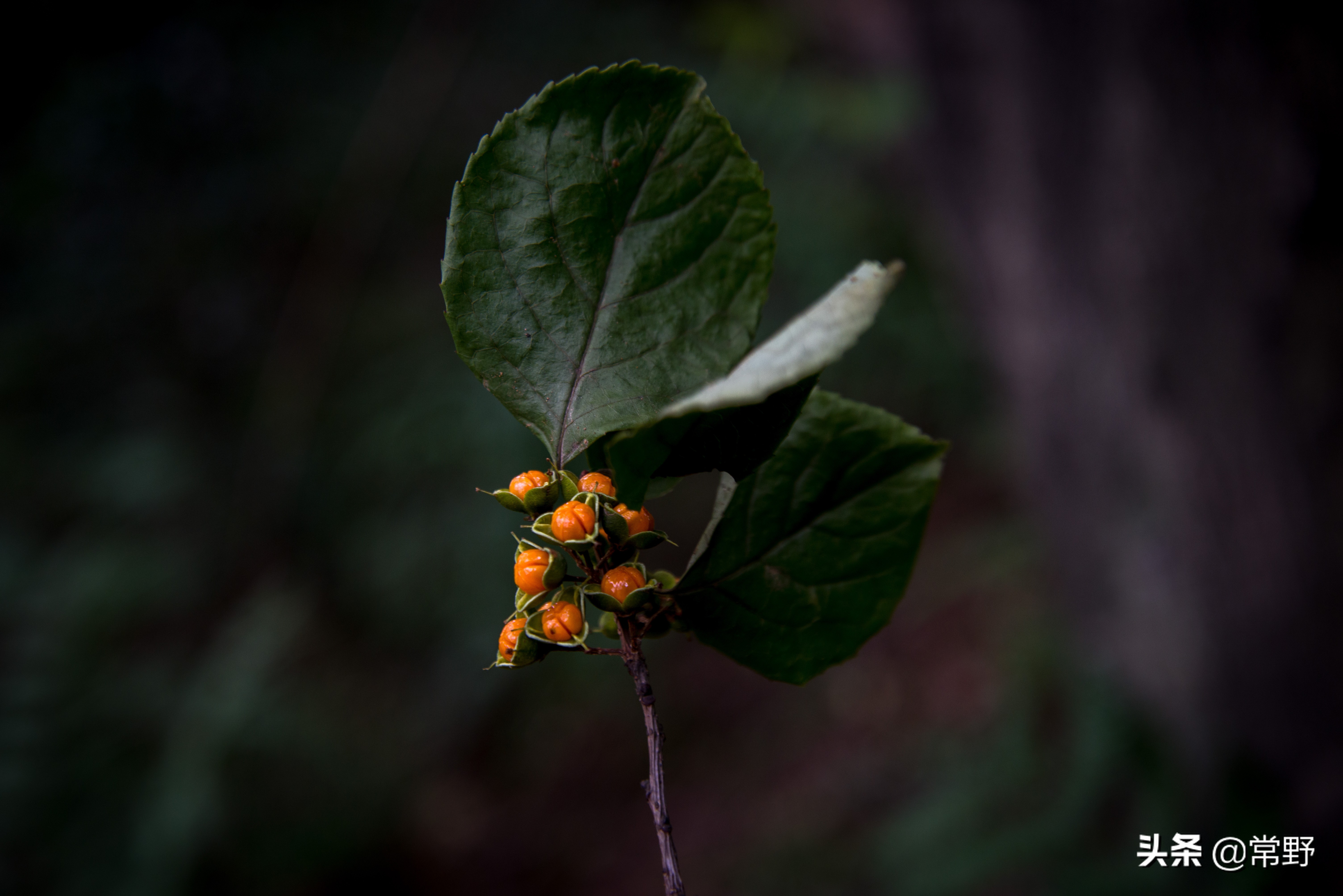 长沙谷山为什么叫谷山,长沙郊野公园