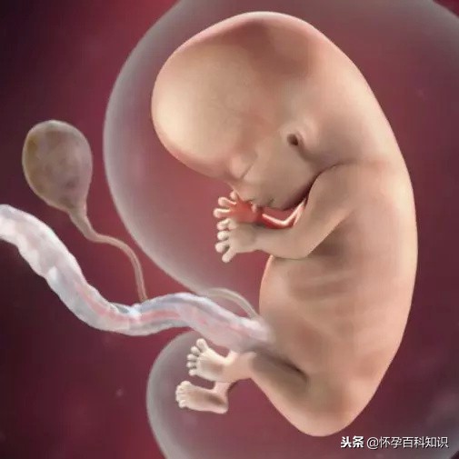 怀孕各个时期胎儿发育过程,怀孕的过程要几天