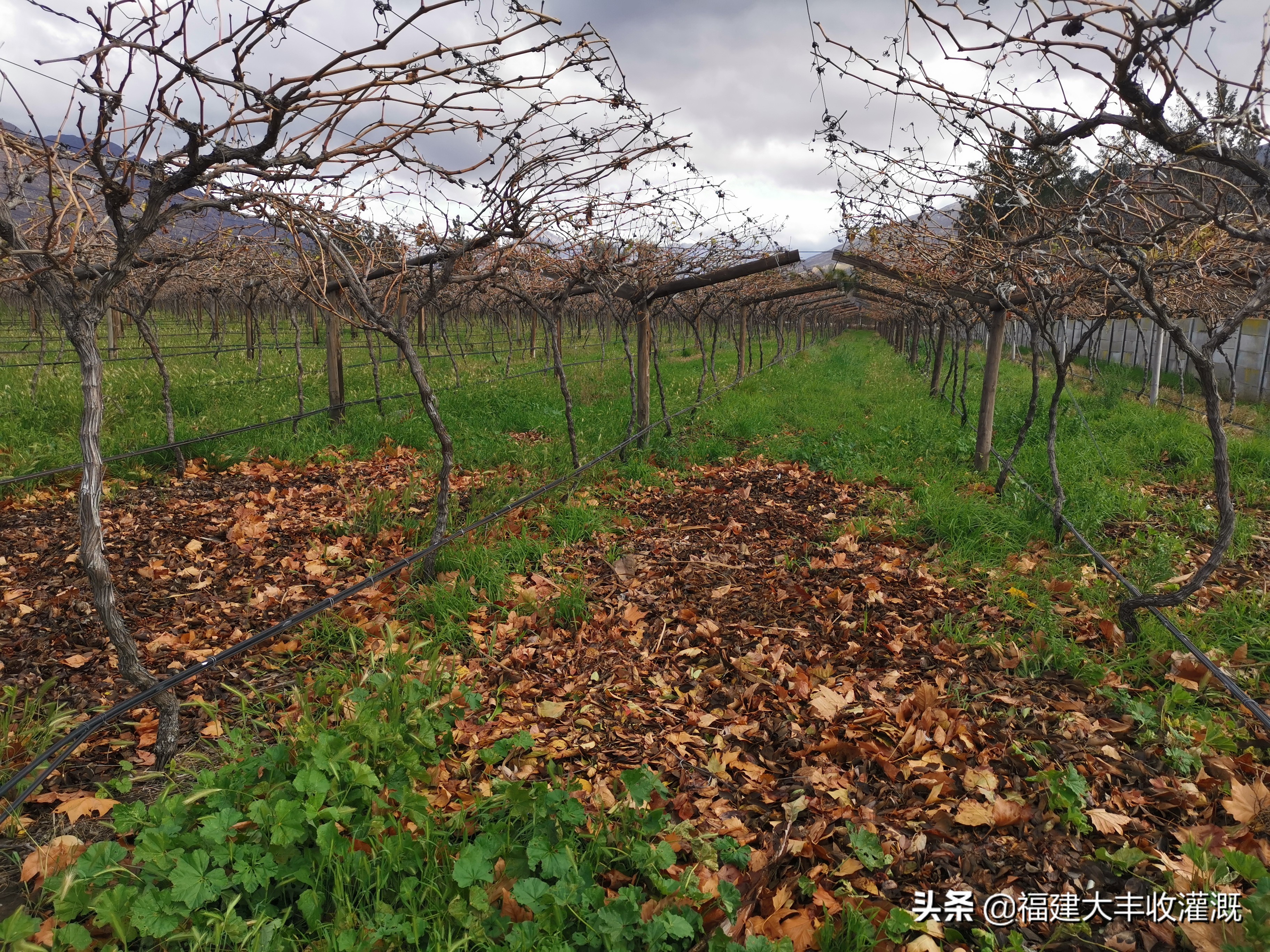 微喷注意事项,微喷带怎么使用