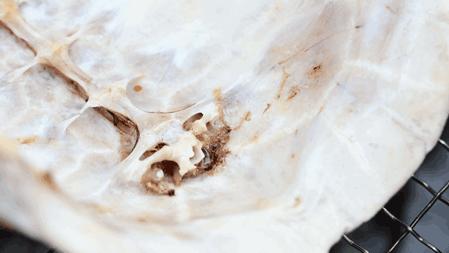 龟界百事通做的龟苓膏，煲前还要先玩火