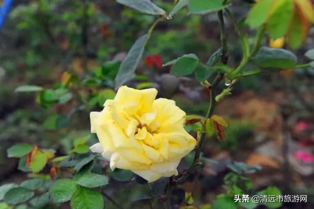 美景就在家门口下句是,美景就在家门外