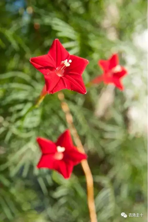 院子里种些什么花好养,院子里适合种植的东西