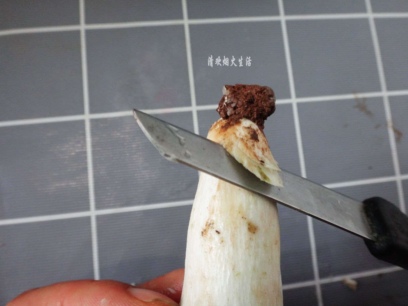 野生菌直接放水里清洗是错误的，教你两招，轻松吃干净美味的菌子