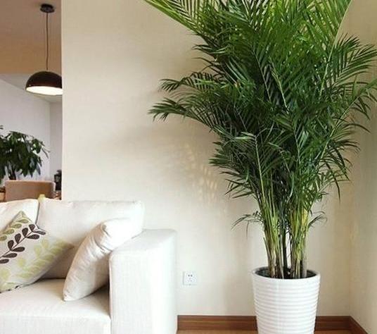 室内盆栽植物怎么杀菌,家里绿植叶子怎么清洁更亮