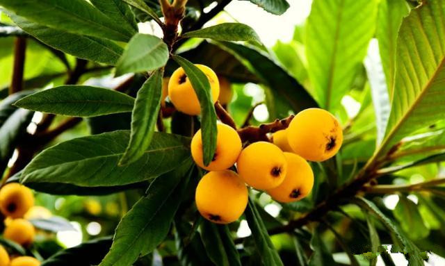 四川的五星枇杷果香浓郁,清甜多汁的大五星枇杷